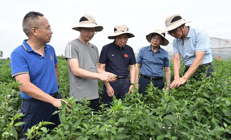 中國(guó)工程院院士鄒學(xué)校一行考察海利興蔬種業(yè)基地